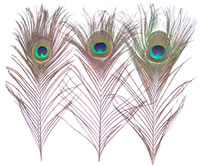 Cut Peacock Eye Feathers Peacock Feathers