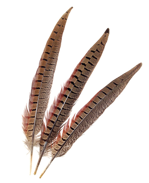 Ringneck Pheasant Feathers